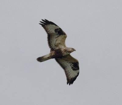 Rough-legged Buzzard (Buteo lagopus)