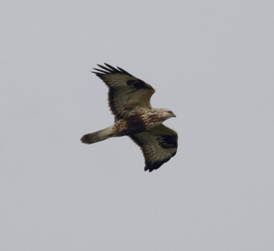 Rough-legged Buzzard (Buteo lagopus)