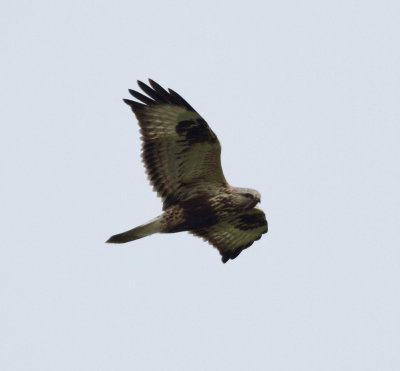 Rough-legged Buzzard (Buteo lagopus)