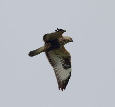 Rough-legged Buzzard (Buteo lagopus)