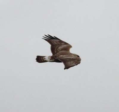 Rough-legged Buzzard (Buteo lagopus)