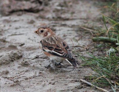 snow_bunting_cambs