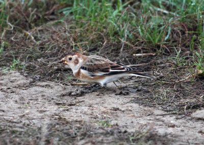Snow Bunting (Plectrophenax nivalis)