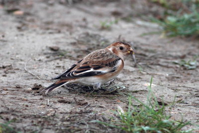 Snow Bunting (Plectrophenax nivalis)