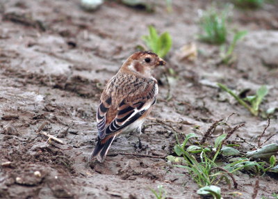 Snow Bunting (Plectrophenax nivalis)