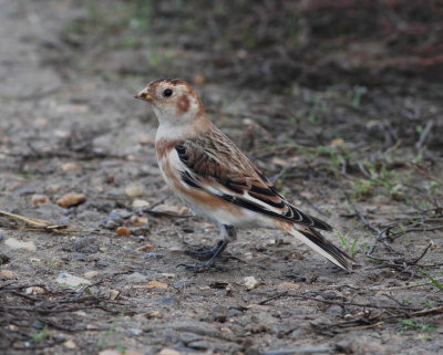 Snow Bunting (Plectrophenax nivalis)