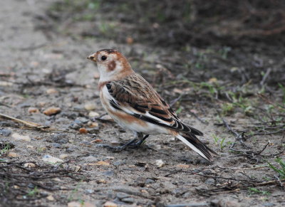 Snow Bunting (Plectrophenax nivalis)
