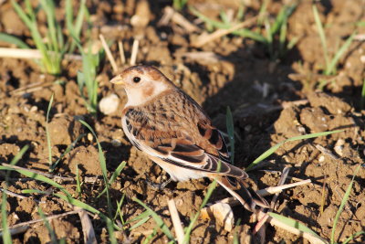 Snow Bunting (Plectrophenax nivalis)