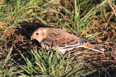 Snow Bunting (Plectrophenax nivalis)