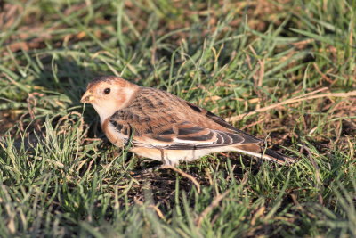 Snow Bunting (Plectrophenax nivalis)