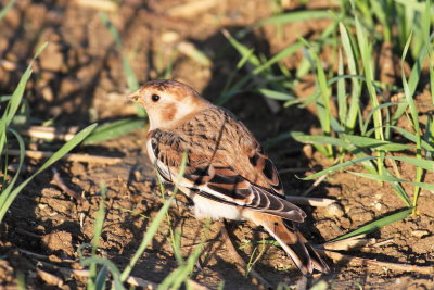 Snow Bunting (Plectrophenax nivalis)