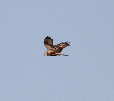 Rough-legged Buzzard (Buteo lagopus)