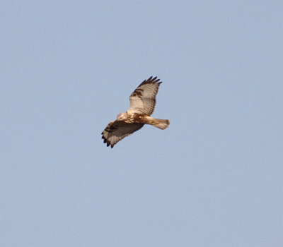 Rough-legged Buzzard (Buteo lagopus)