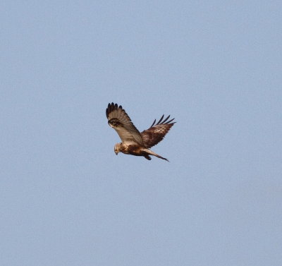 Rough-legged Buzzard (Buteo lagopus)