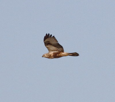 Rough-legged Buzzard (Buteo lagopus)