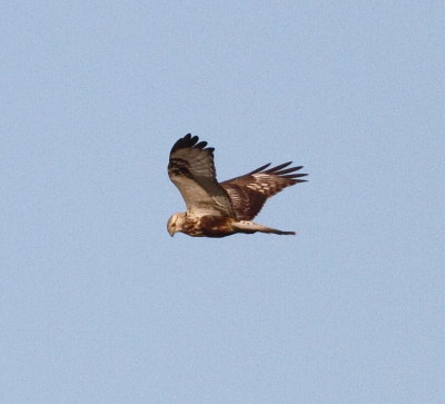 Rough-legged Buzzard (Buteo lagopus)