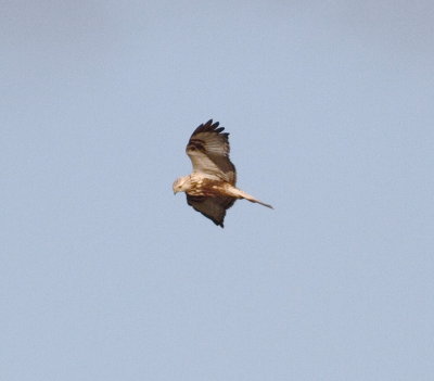 Rough-legged Buzzard (Buteo lagopus)