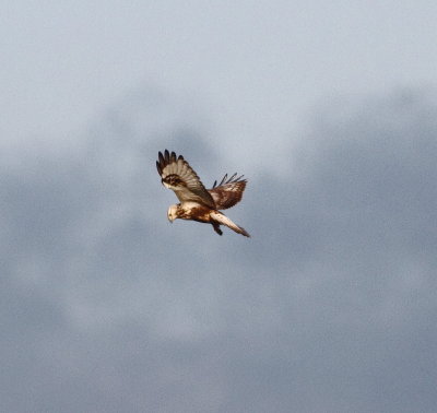 Rough-legged Buzzard (Buteo lagopus)