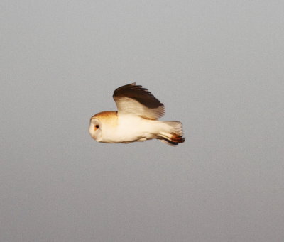 Barn Owl (Tyto alba)