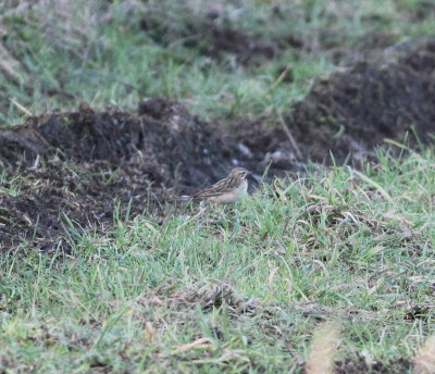 Blyth's Pipit 10 (Anthus godlewskii).jpg