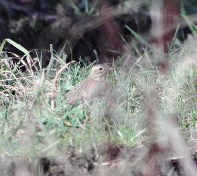Blyth's Pipit 2 (Anthus godlewskii).jpg