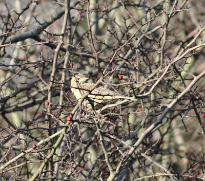 Blyth's Pipit 4 (Anthus godlewskii).jpg