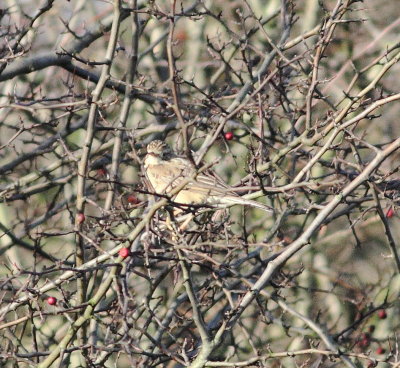 Blyth's Pipit 5 (Anthus godlewskii).jpg