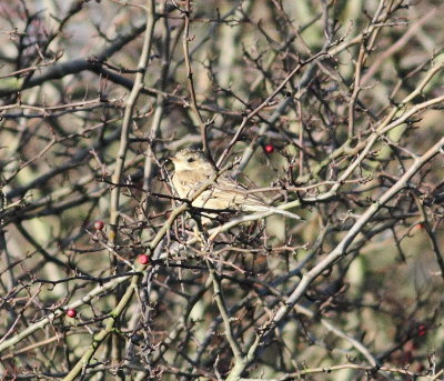 Blyth's Pipit 6 (Anthus godlewskii).jpg