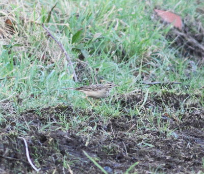 Blyth's Pipit 7 (Anthus godlewskii).jpg