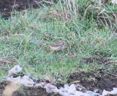 Blyth's Pipit 8 (Anthus godlewskii).jpg
