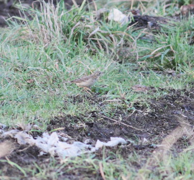 blyths_pipit
