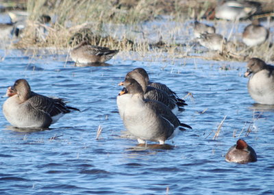 tundra_bean_geese