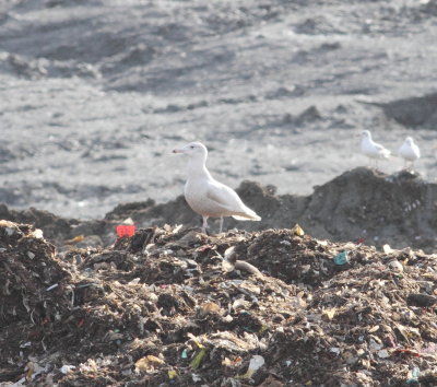 Glaucous Gull (Larus hyperboreus)