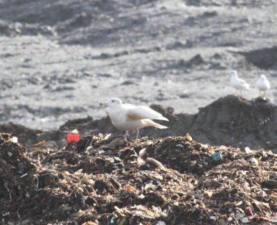 Glaucous Gull (Larus hyperboreus)