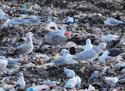 Glaucous Gull (Larus hyperboreus)
