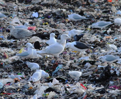 Glaucous Gull (Larus hyperboreus)