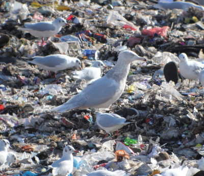 Glaucous Gull (Larus hyperboreus)