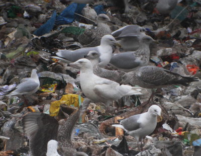 Glaucous Gull (Larus hyperboreus)