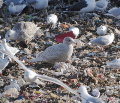 Glaucous Gull (Larus hyperboreus)