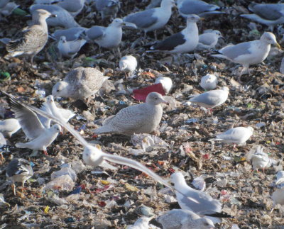Glaucous Gull (Larus hyperboreus)