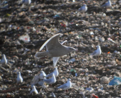 Glaucous Gull (Larus hyperboreus)