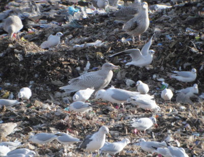 Glaucous Gull (Larus hyperboreus)