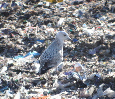 Caspian Gull (Larus cachinnans)