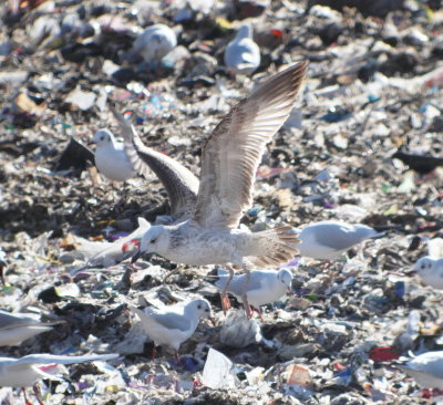 Caspian Gull (Larus cachinnans)