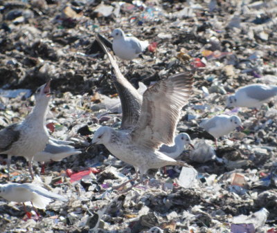 Caspian Gull (Larus cachinnans)