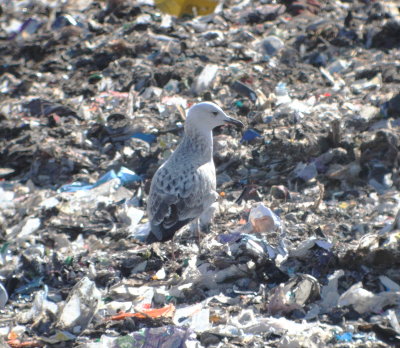 Caspian Gull (Larus cachinnans)