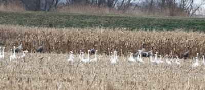 Crane (Grus grus)