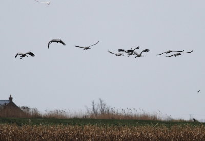 Crane (Grus grus)
