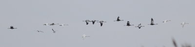 Crane (Grus grus)