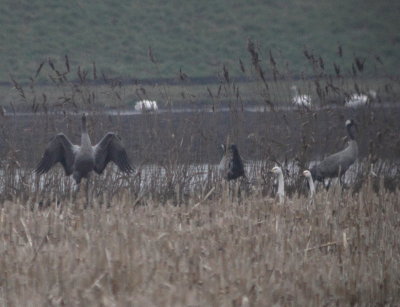 Crane (Grus grus)